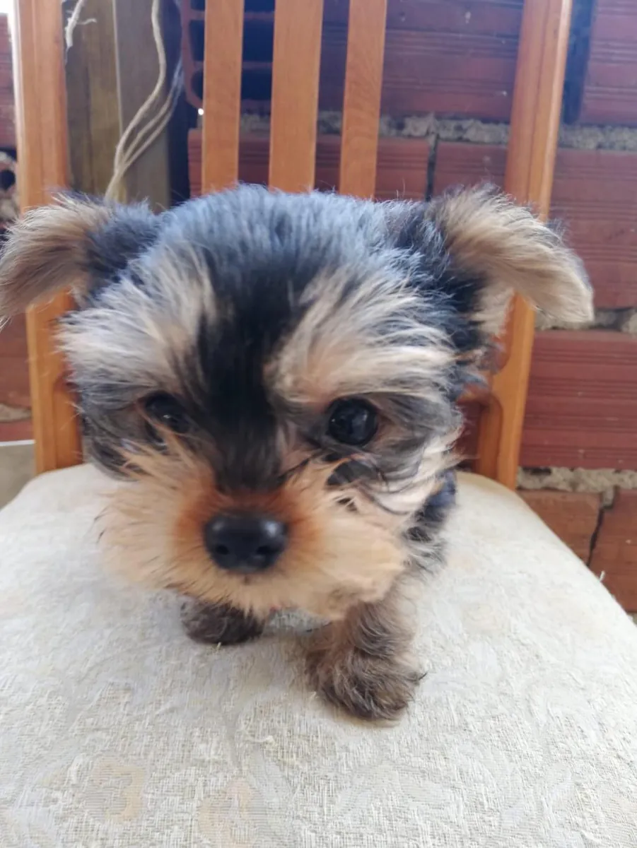 Adorables chiots Yorkshire Terrier