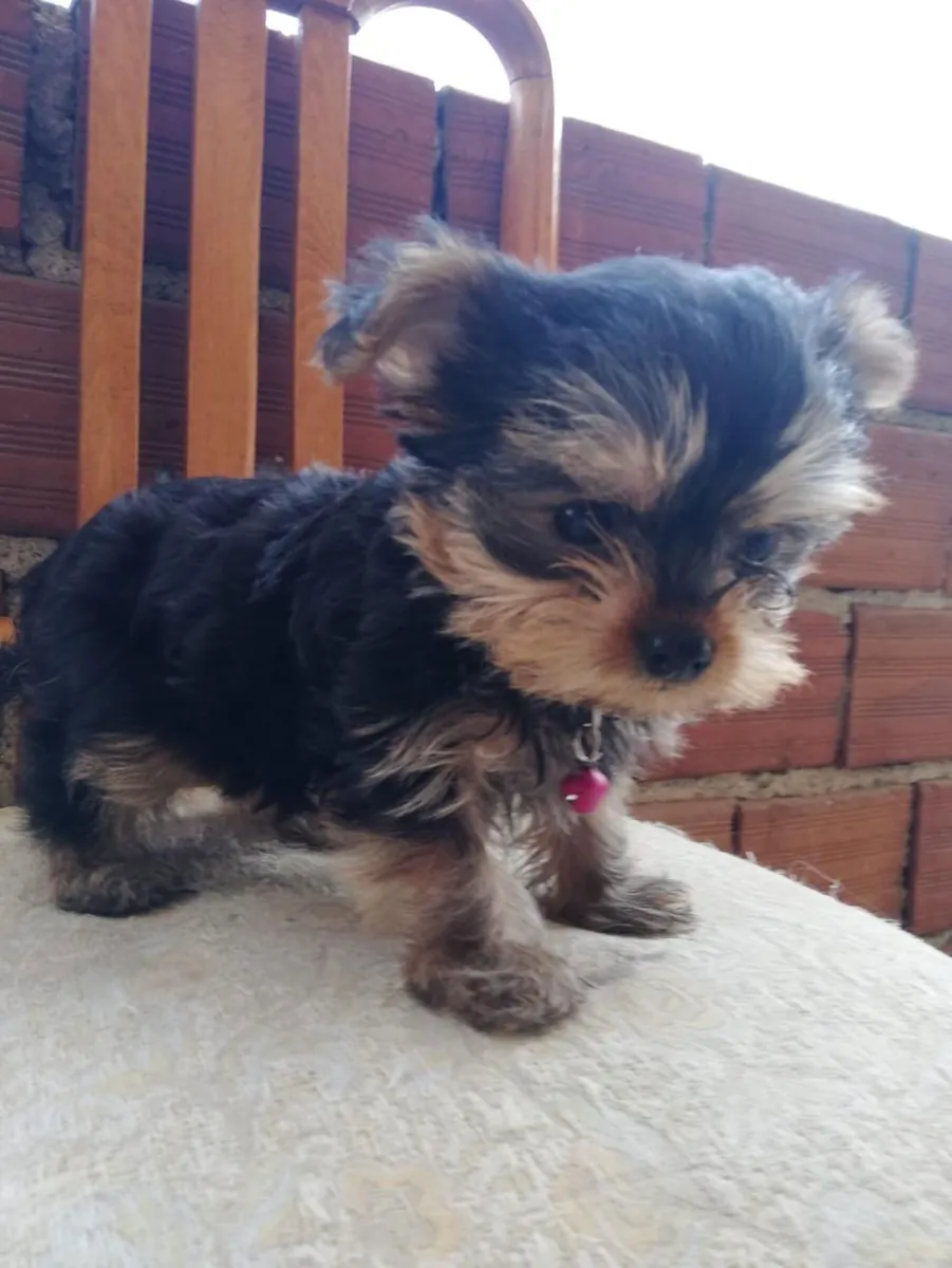 Adorables chiots Yorkshire Terrier