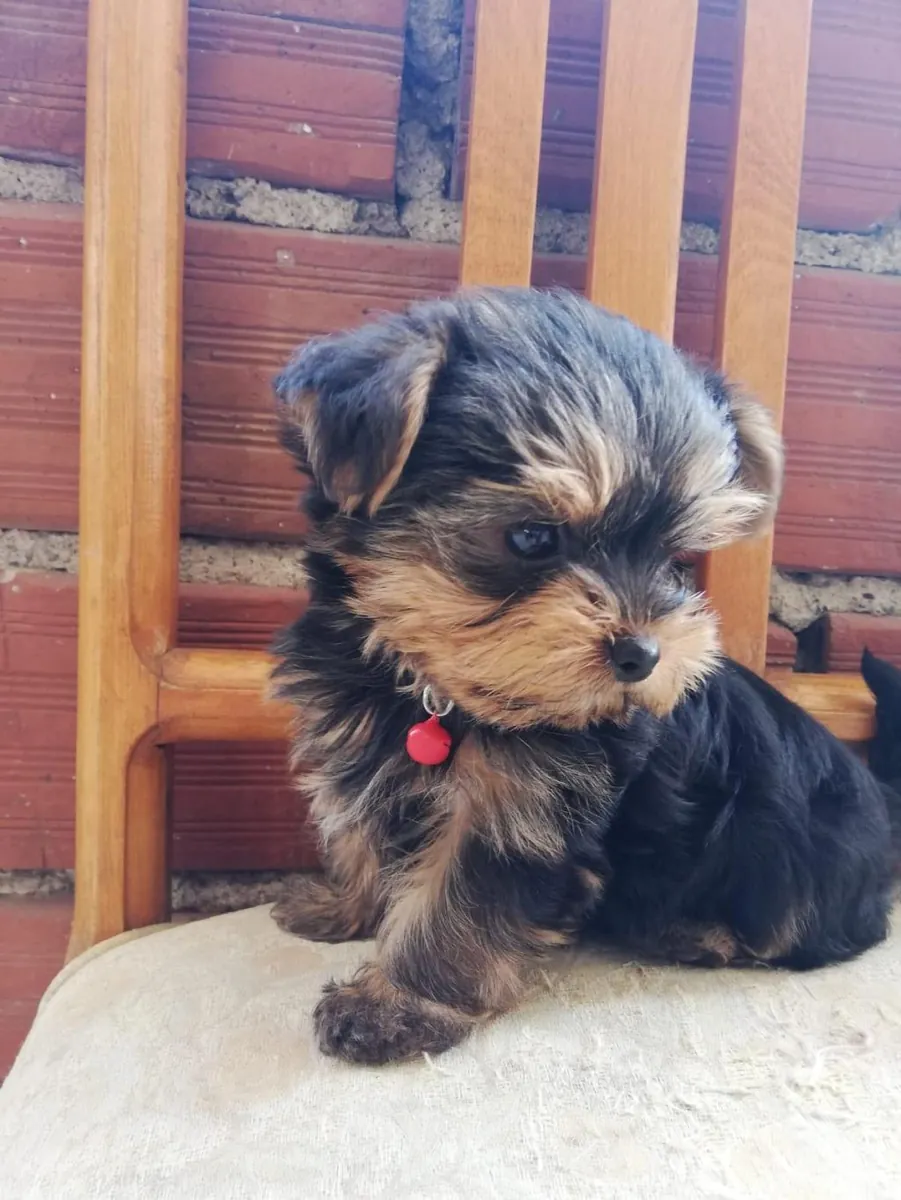 Adorables chiots Yorkshire Terrier