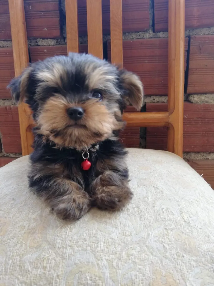 Adorables chiots Yorkshire Terrier