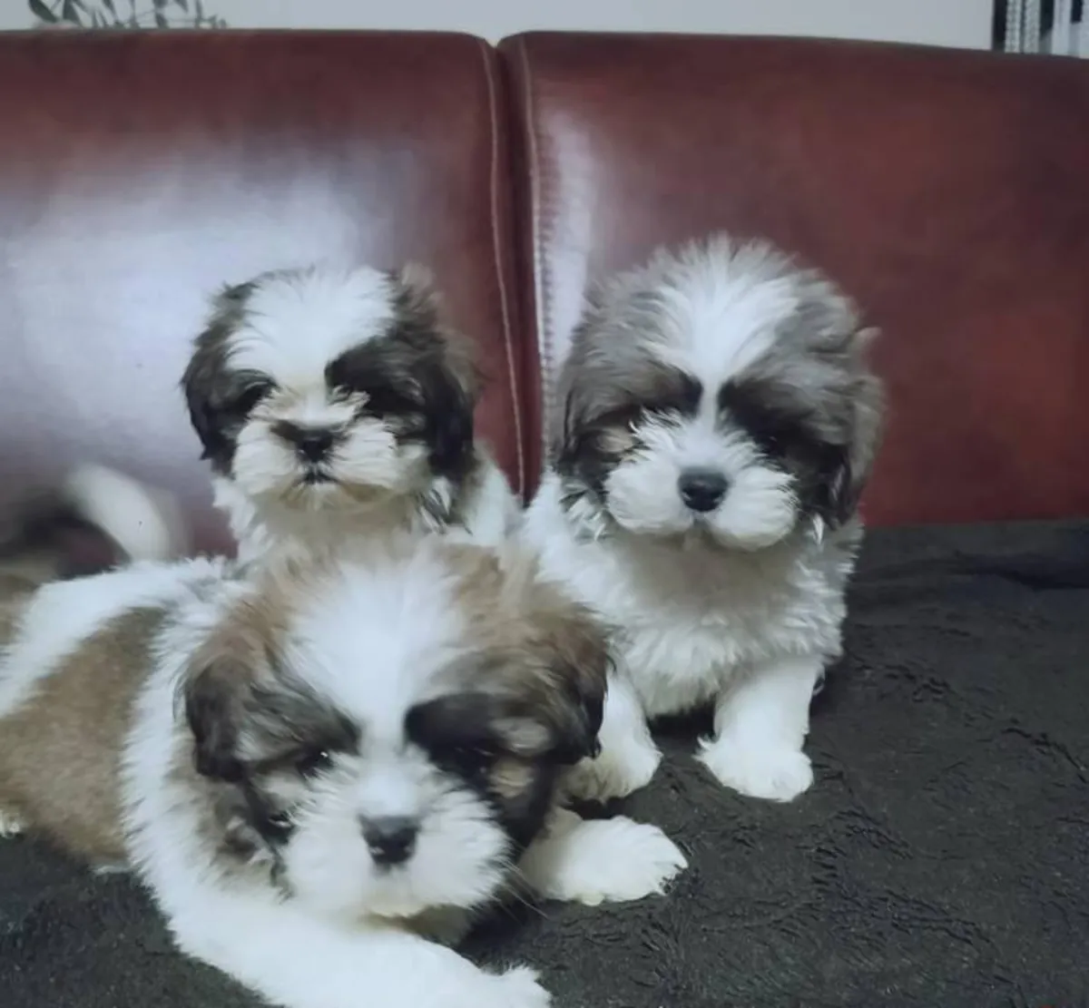 Sevimli Shih Tzu Yavruları