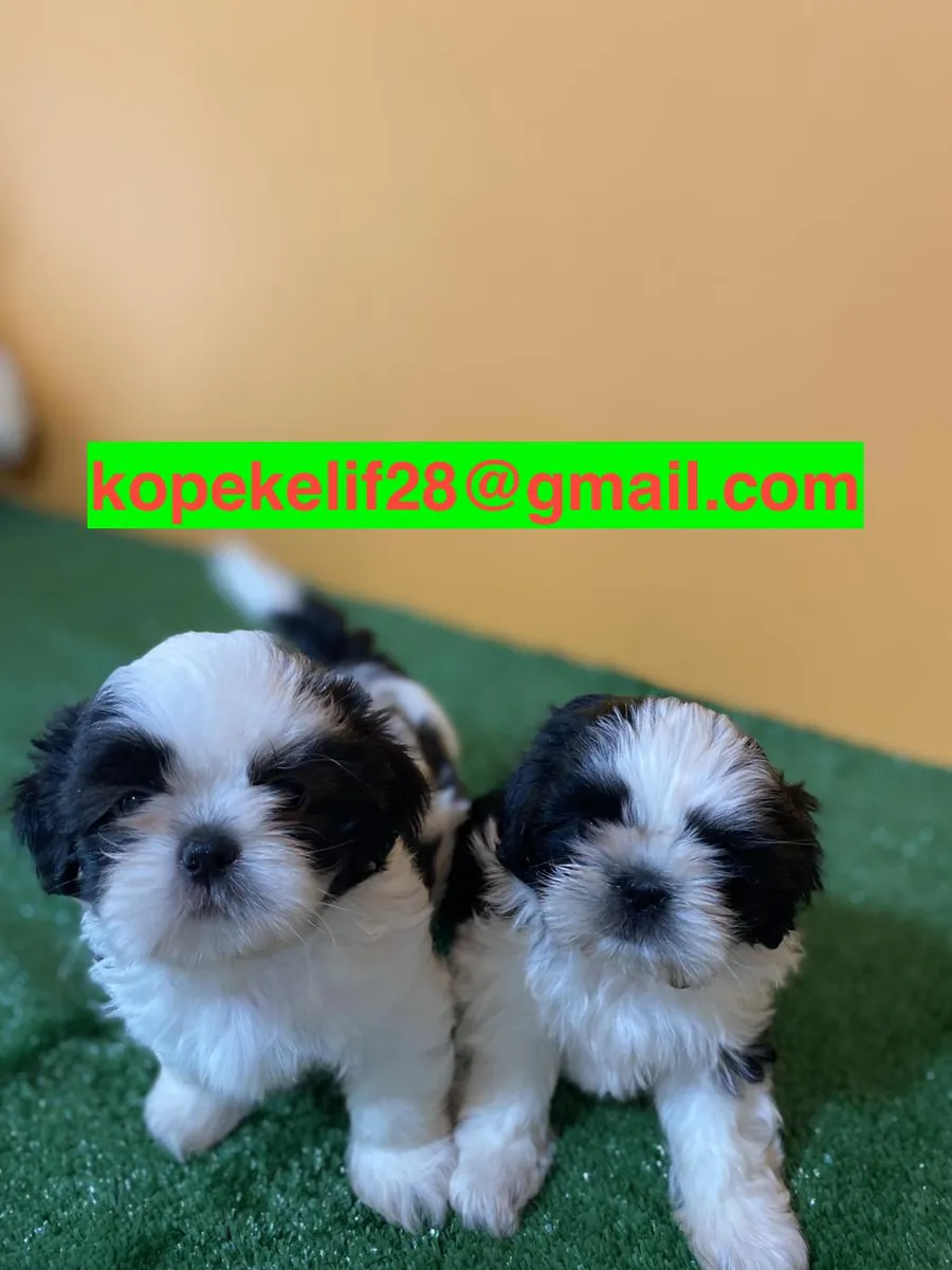 Chiots Shih Tzu mignons