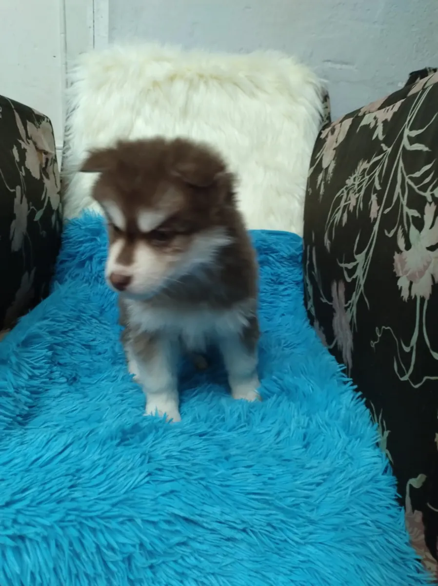 Sevimli Husky Yavruları