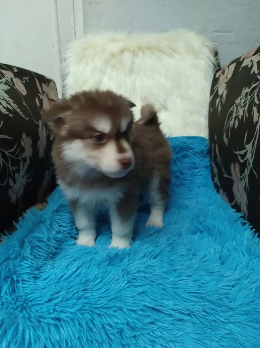Sevimli Husky Yavruları