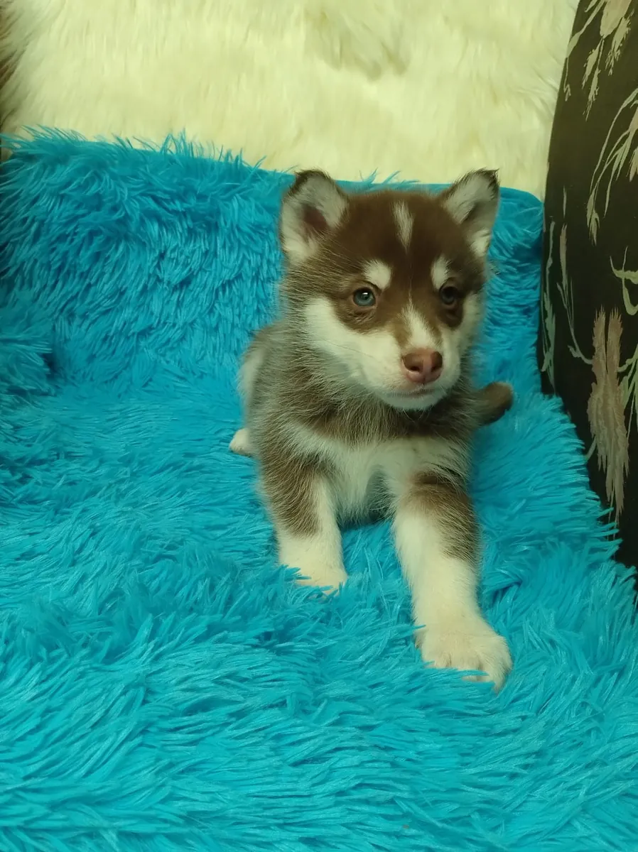Sevimli Husky Yavruları