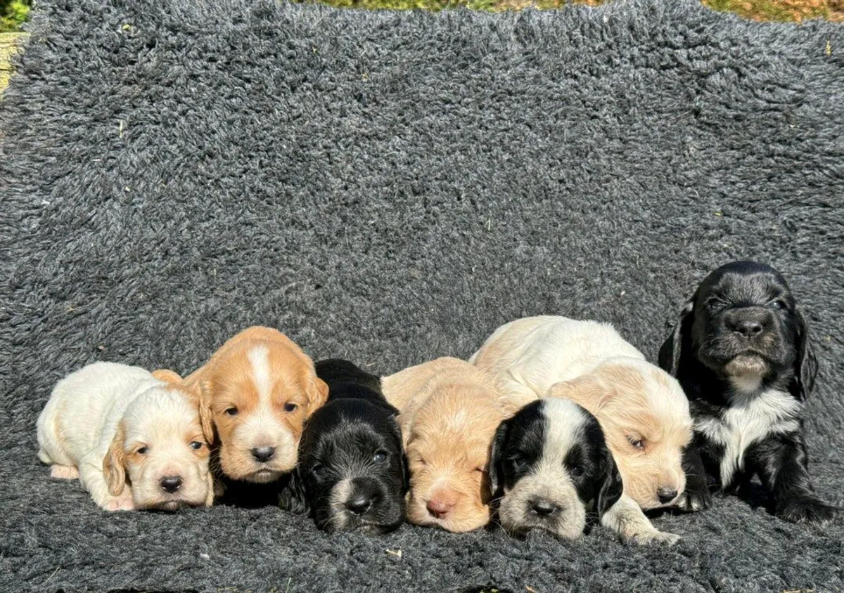 可爱的可卡犬幼犬