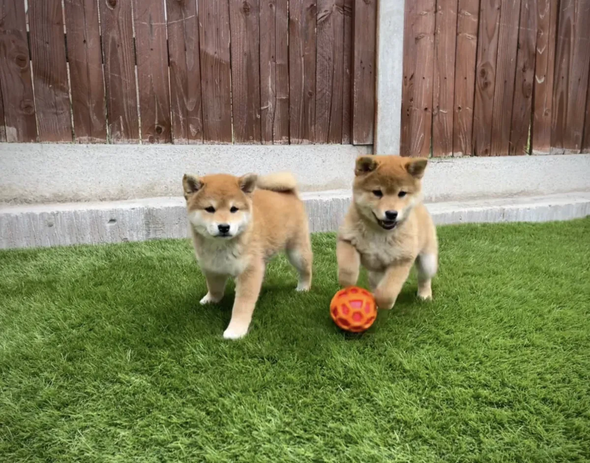 可爱的柴犬幼犬
