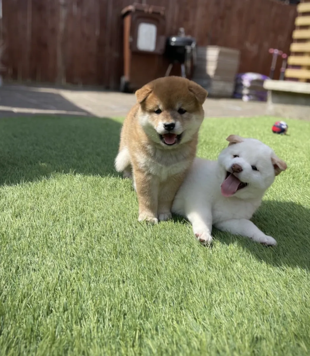 可爱的柴犬幼犬