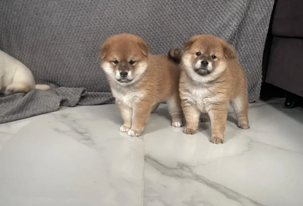 可爱的柴犬幼犬