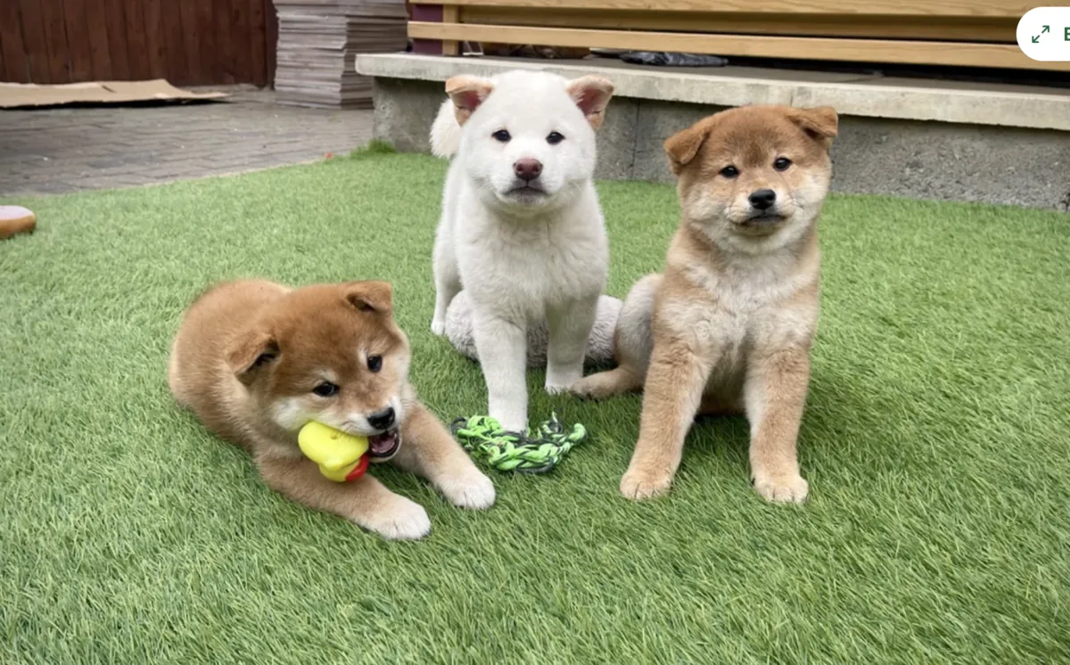 可爱的柴犬幼犬