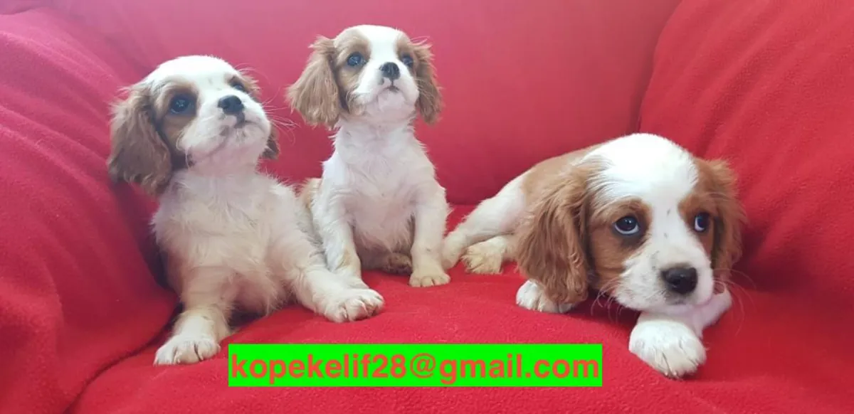 Cachorros Cavalier King Charles Spaniel muy dulces