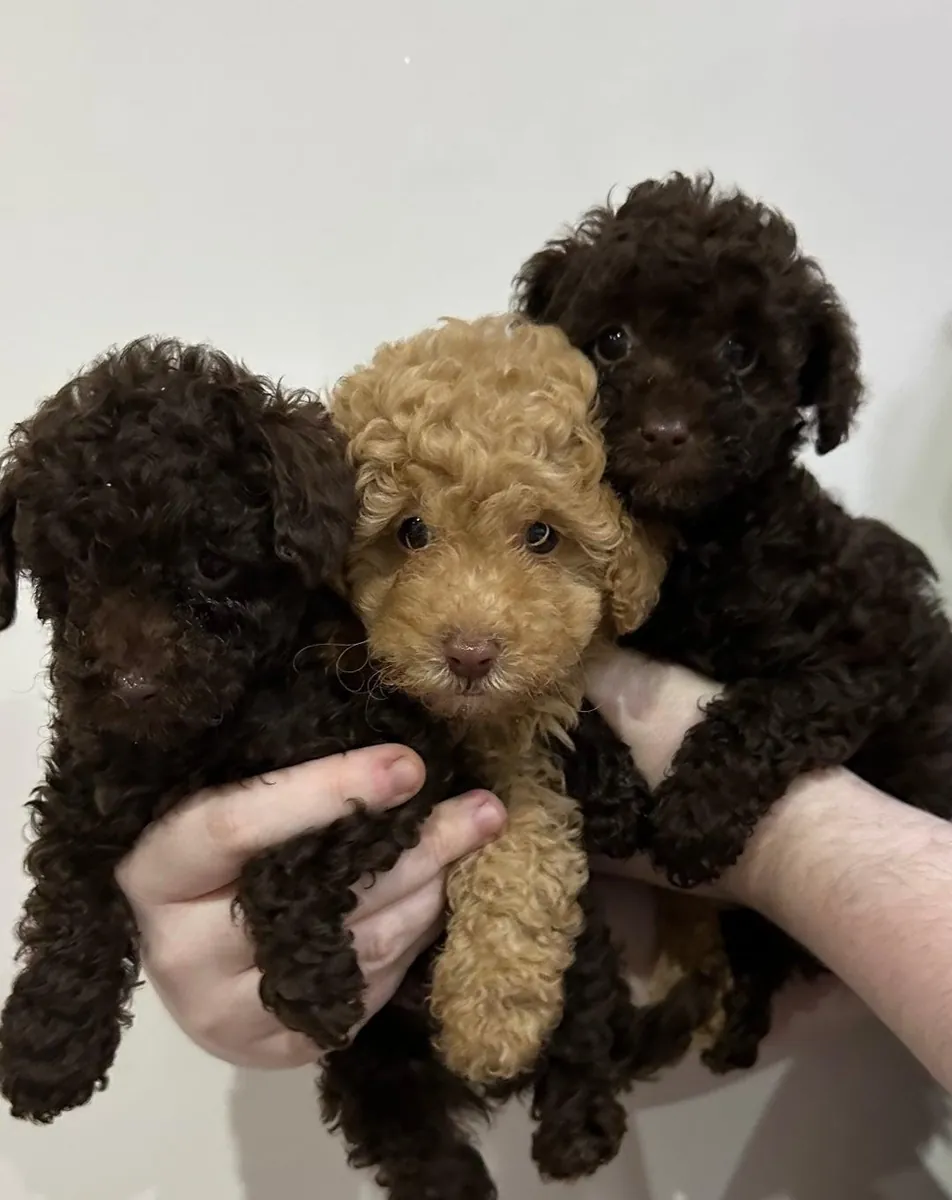 Adorables chiots caniches nains