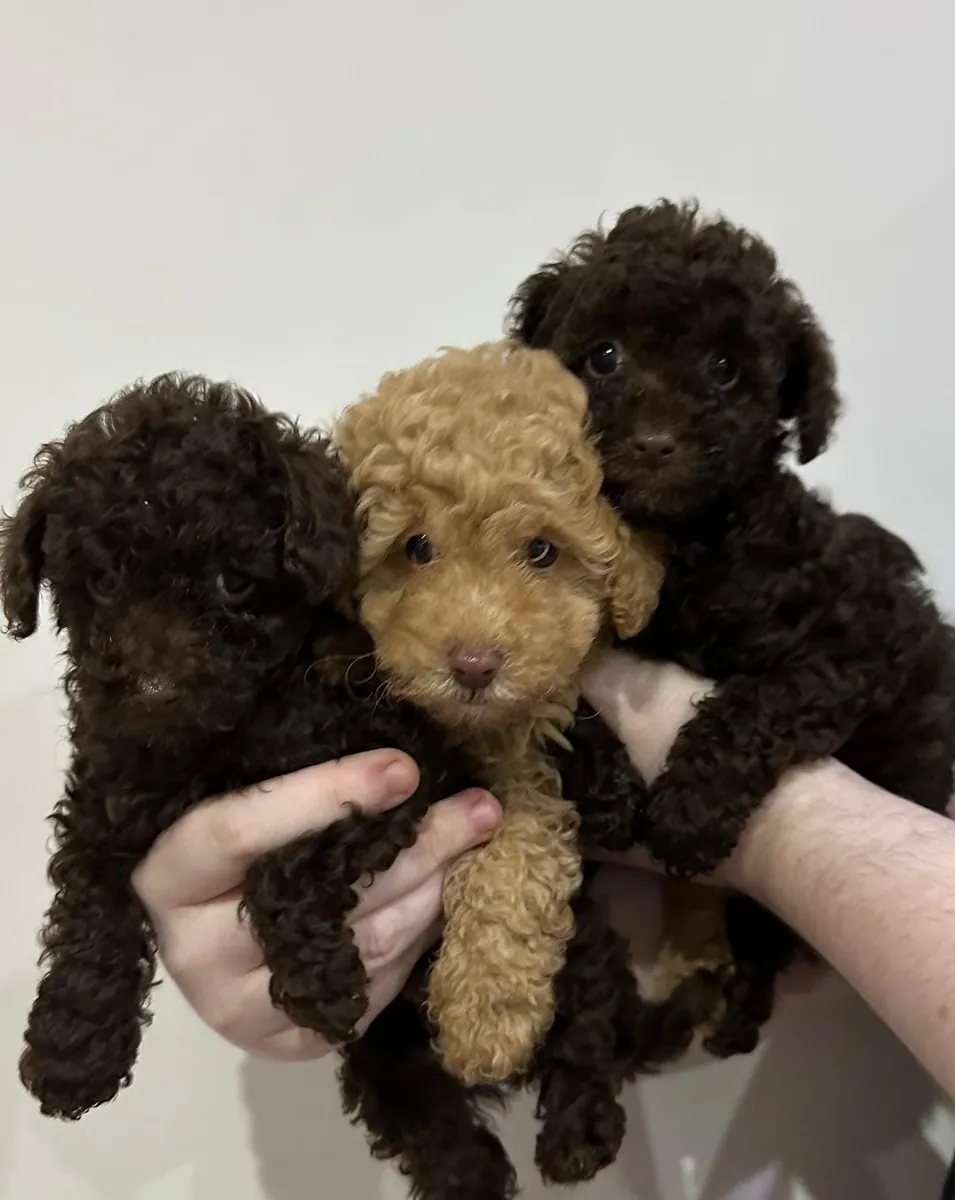 Adorables chiots caniches nains