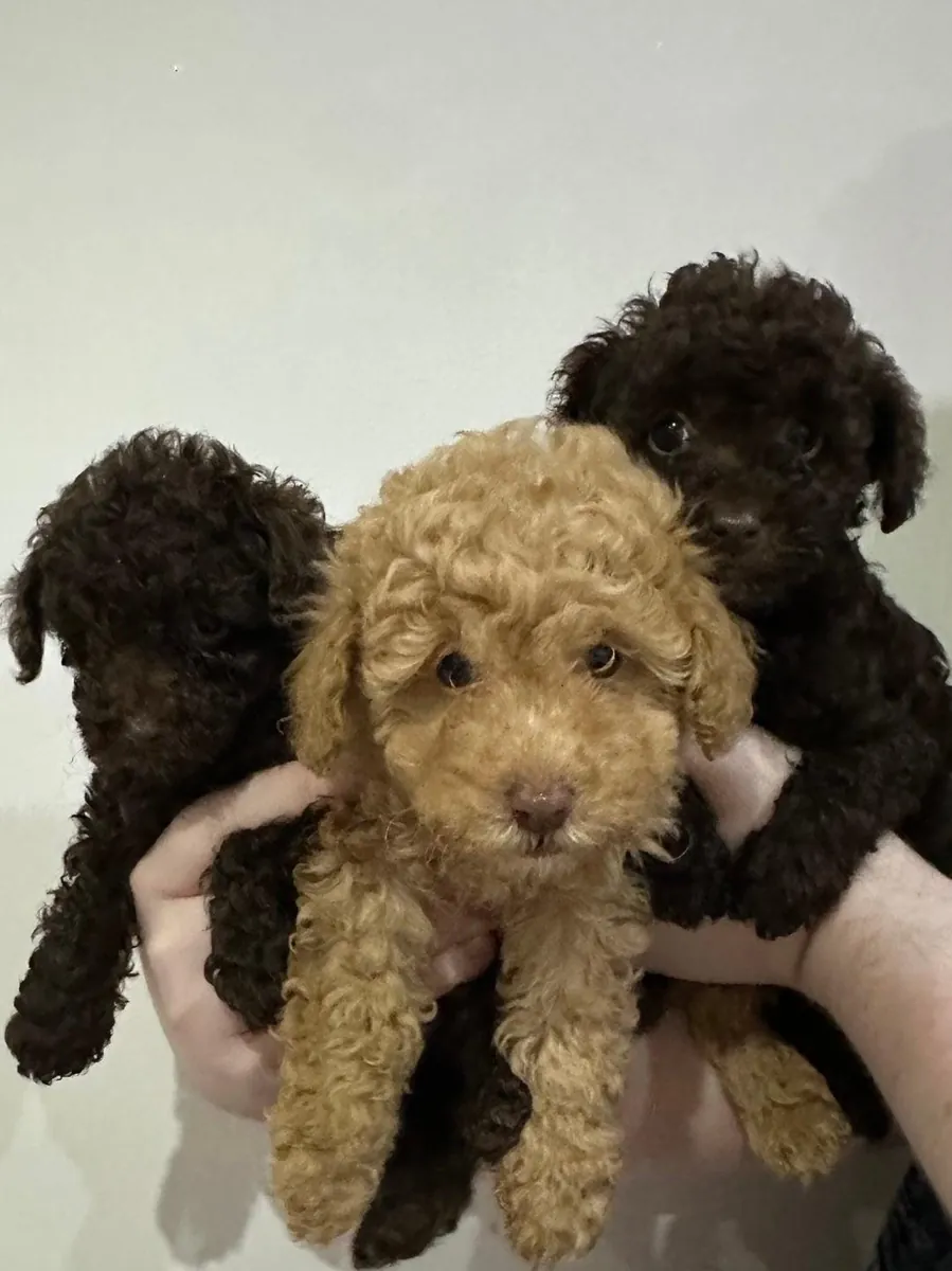 Adorables chiots caniches nains
