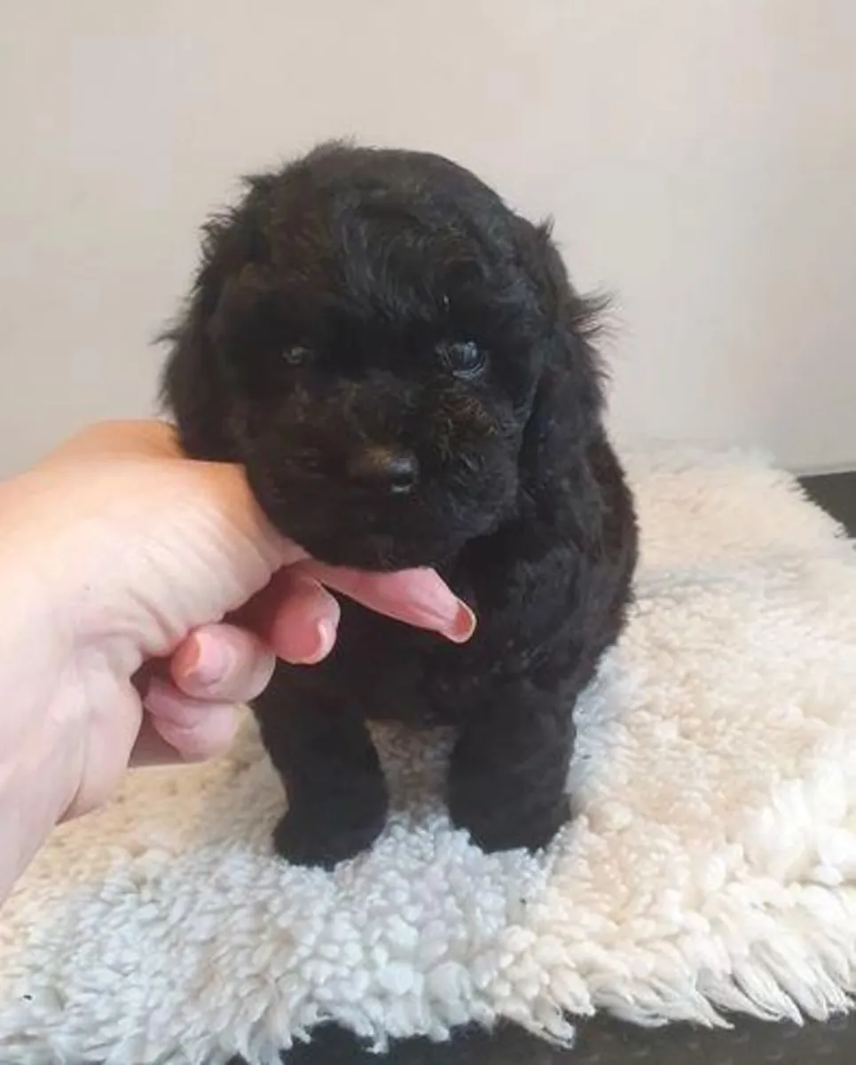 Adorables chiots caniches nains