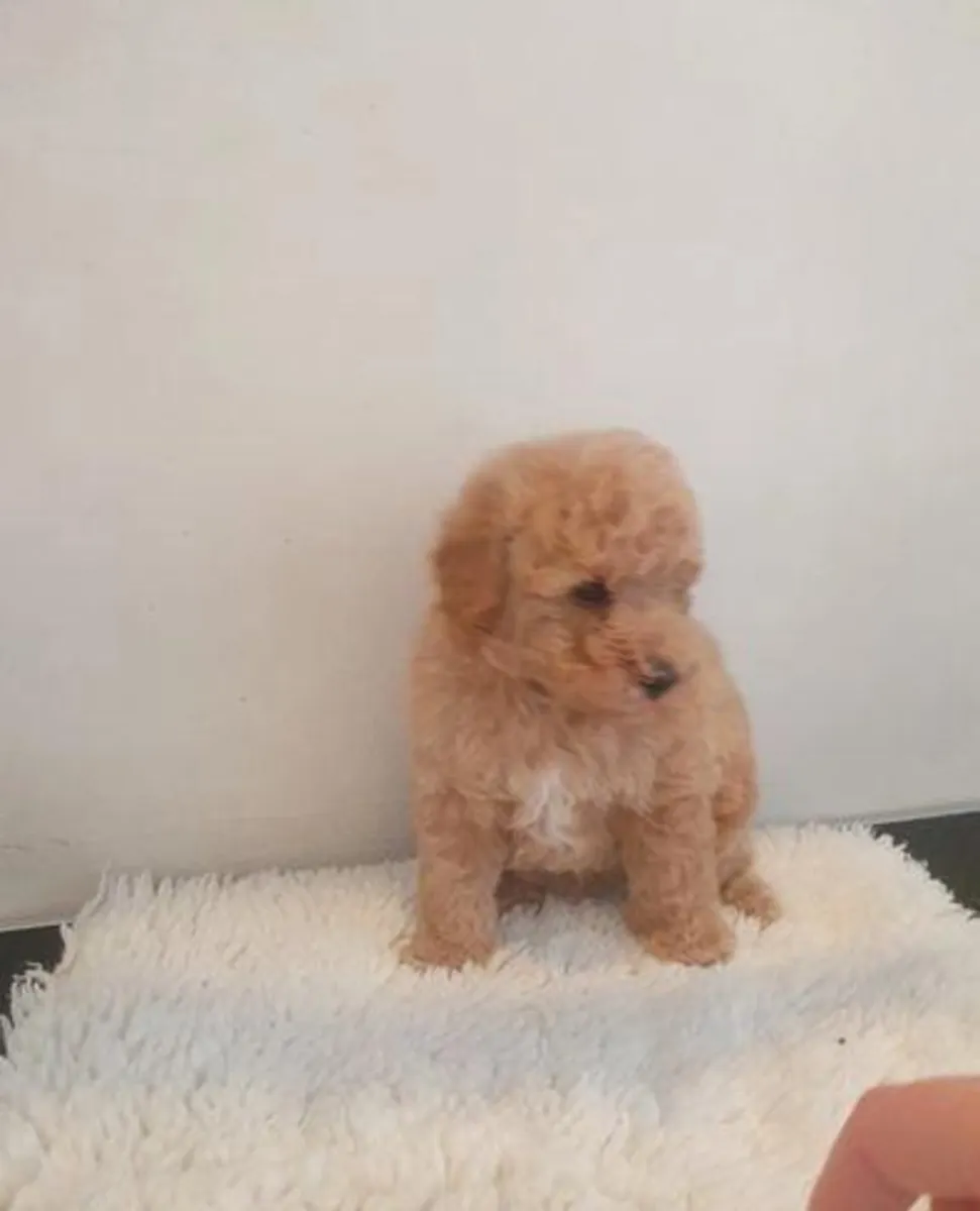 Adorables chiots caniches nains