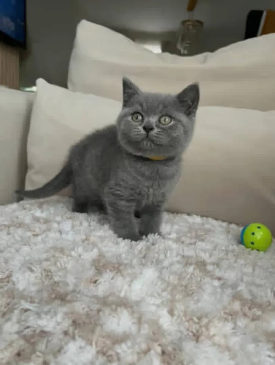 Gatitos British Shorthair machos y hembras disponibles