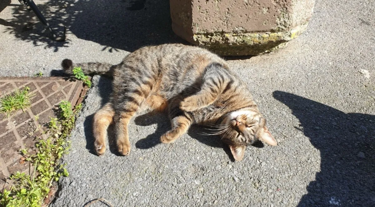 Tabby large cat