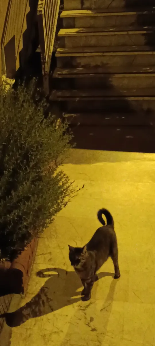 Tabby large cat