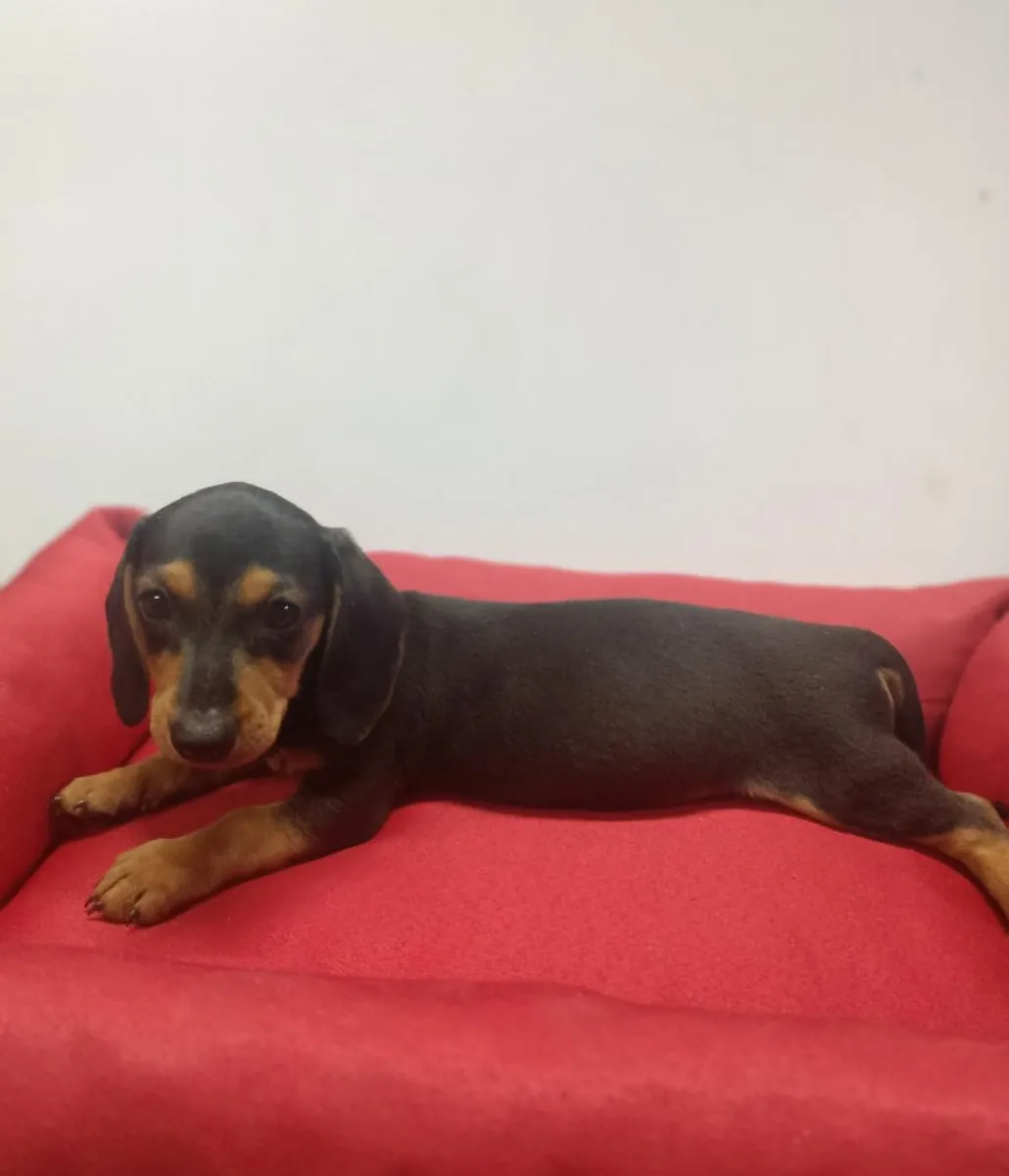可爱的腊肠犬幼犬