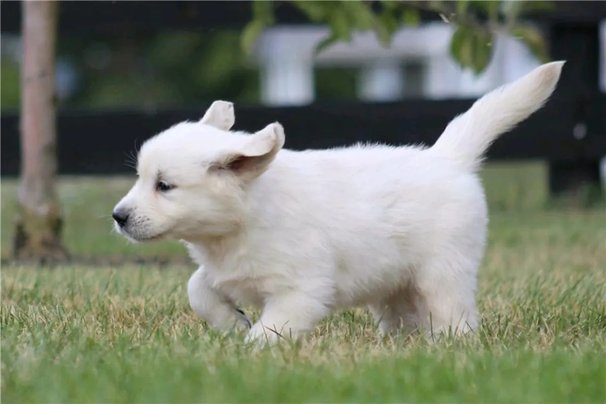 Cachorros Golden Retriever adorables