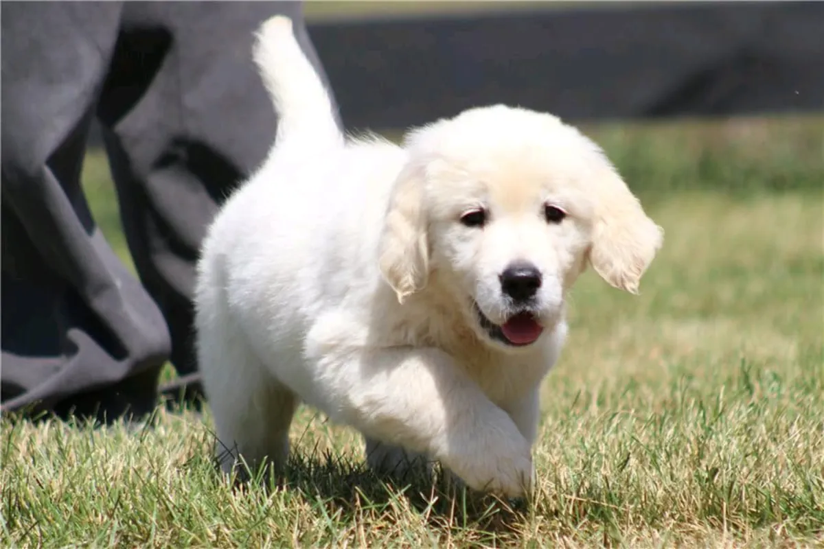 Cachorros Golden Retriever adorables