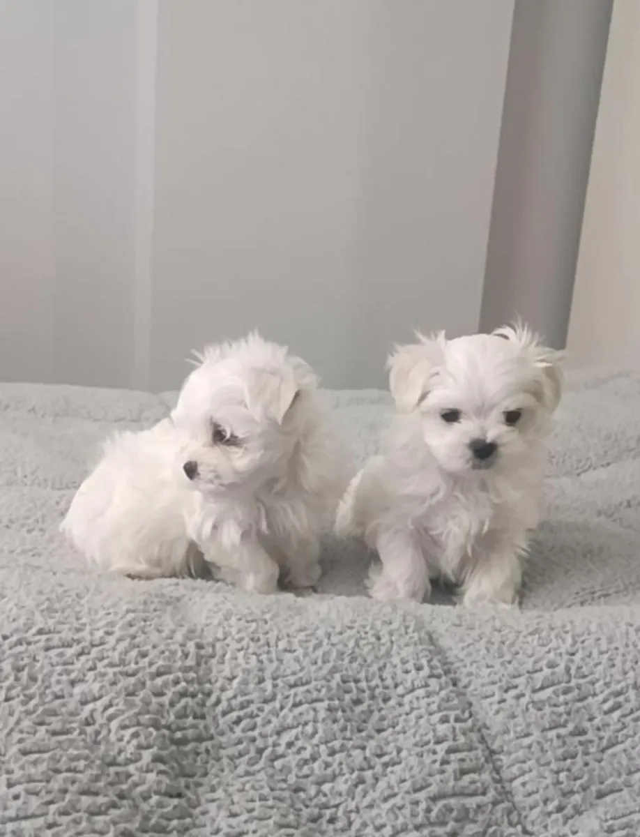 Cute Maltese Puppies