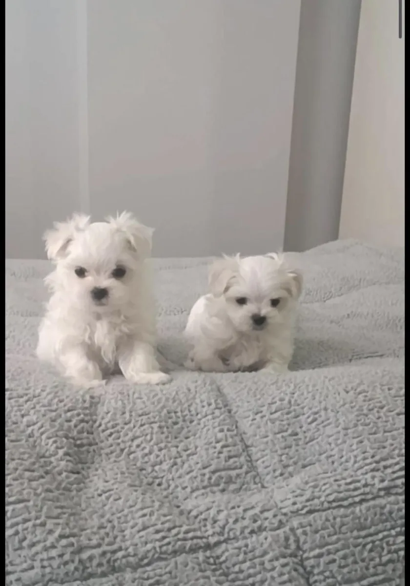 Cute Maltese Puppies
