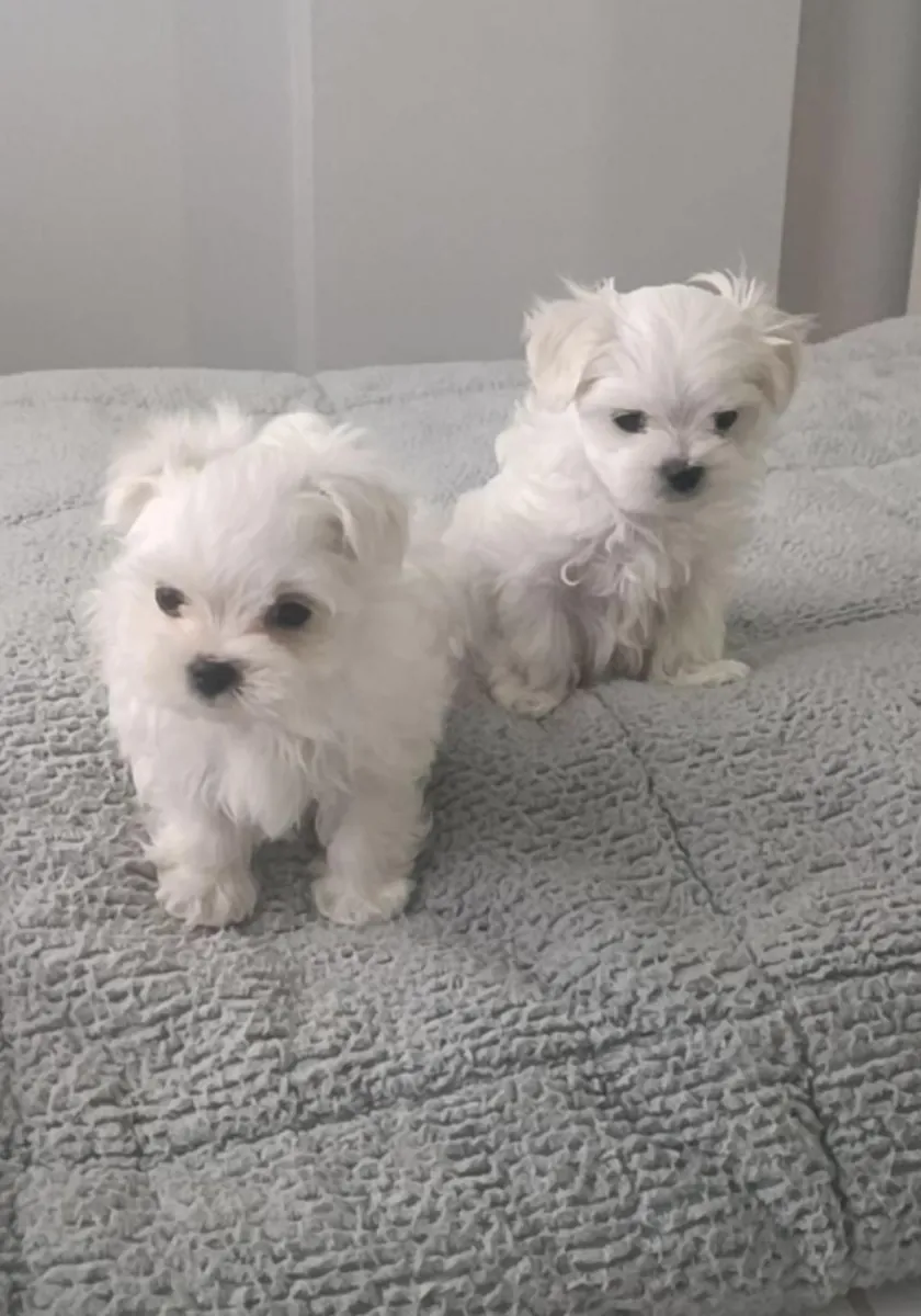 Cute Maltese Puppies