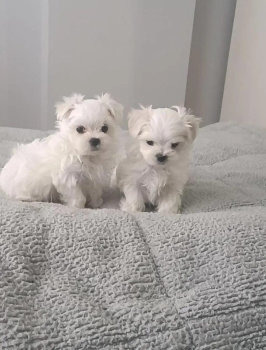 Cute Maltese Puppies