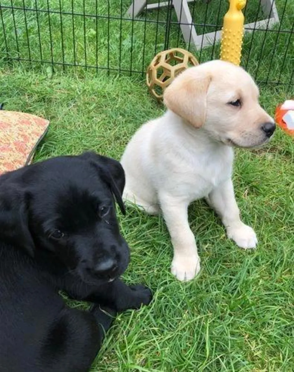 Adorables chiots Labrador Retriever