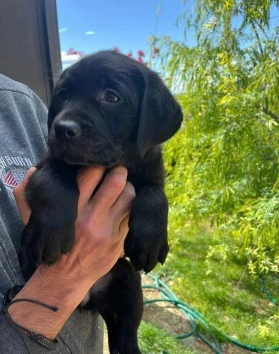 Adorables chiots Labrador Retriever