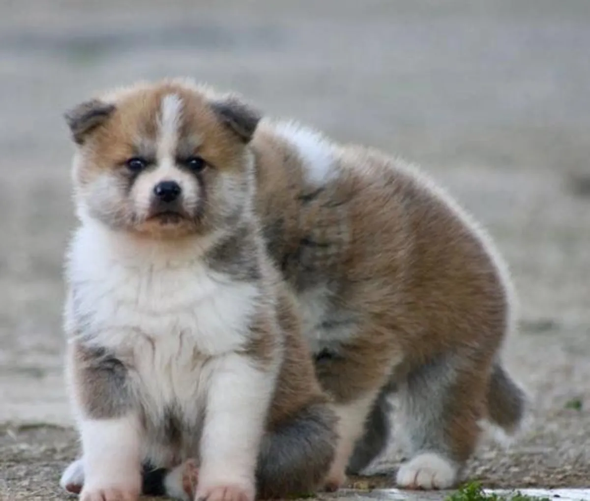 Adorables chiots Akita