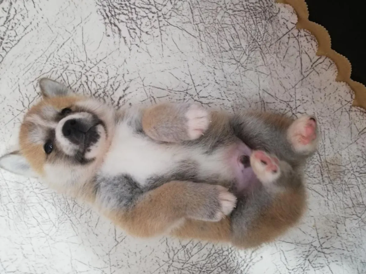 Adorables chiots Akita