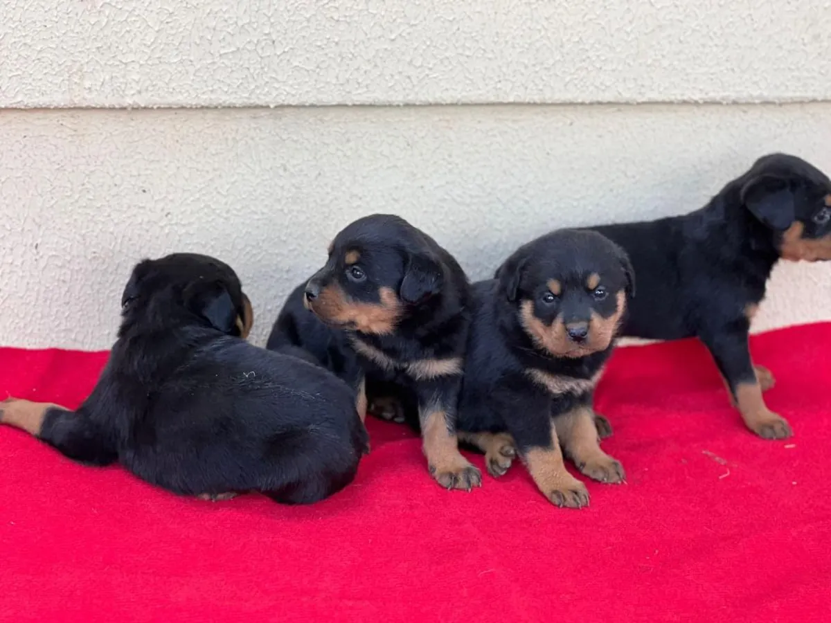 Cachorros Rottweiler adorables