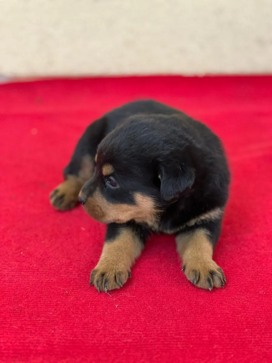Cachorros Rottweiler adorables