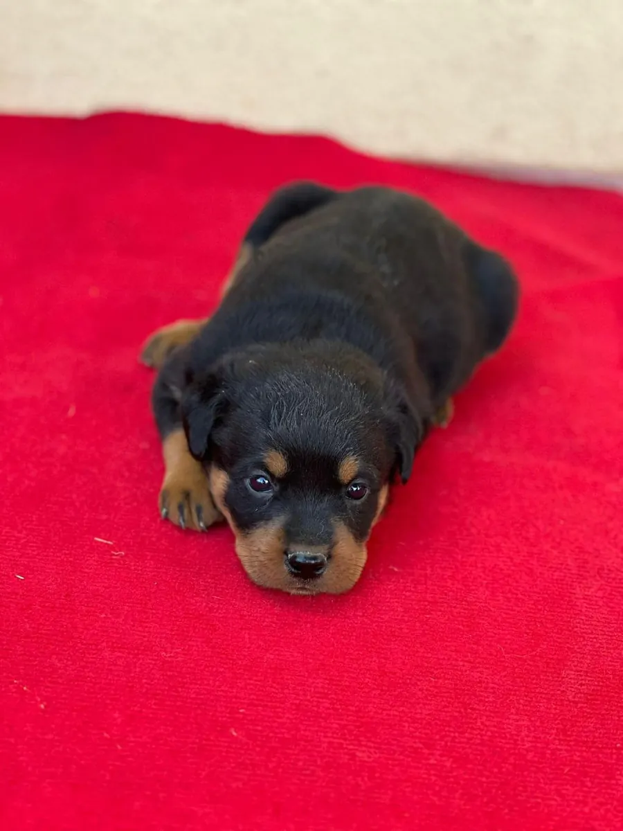 Cachorros Rottweiler adorables