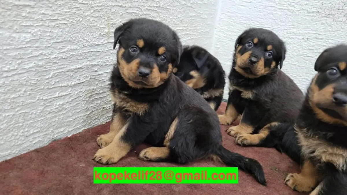 Lindos cachorros Rottweiler