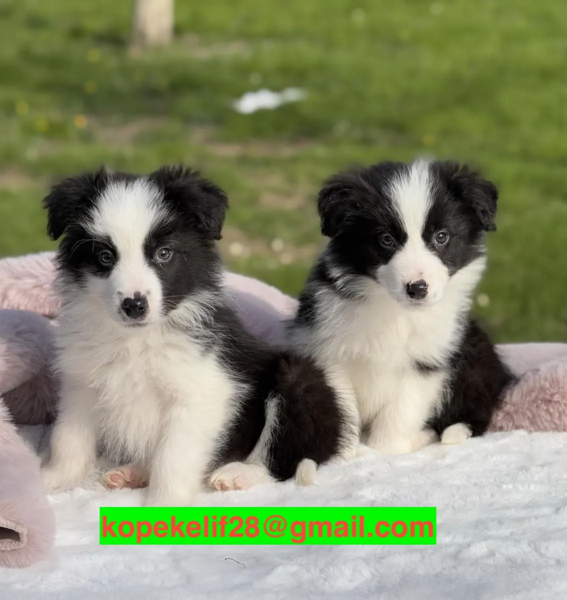 Adorables Cachorros Border Collie