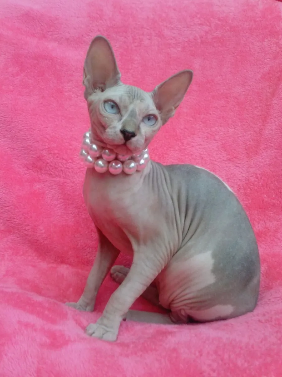Sphynx and Ragdoll Kitten ready for your home