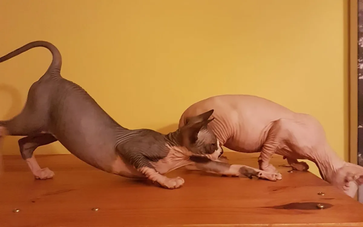Sphynx and Ragdoll Kitten ready for your home
