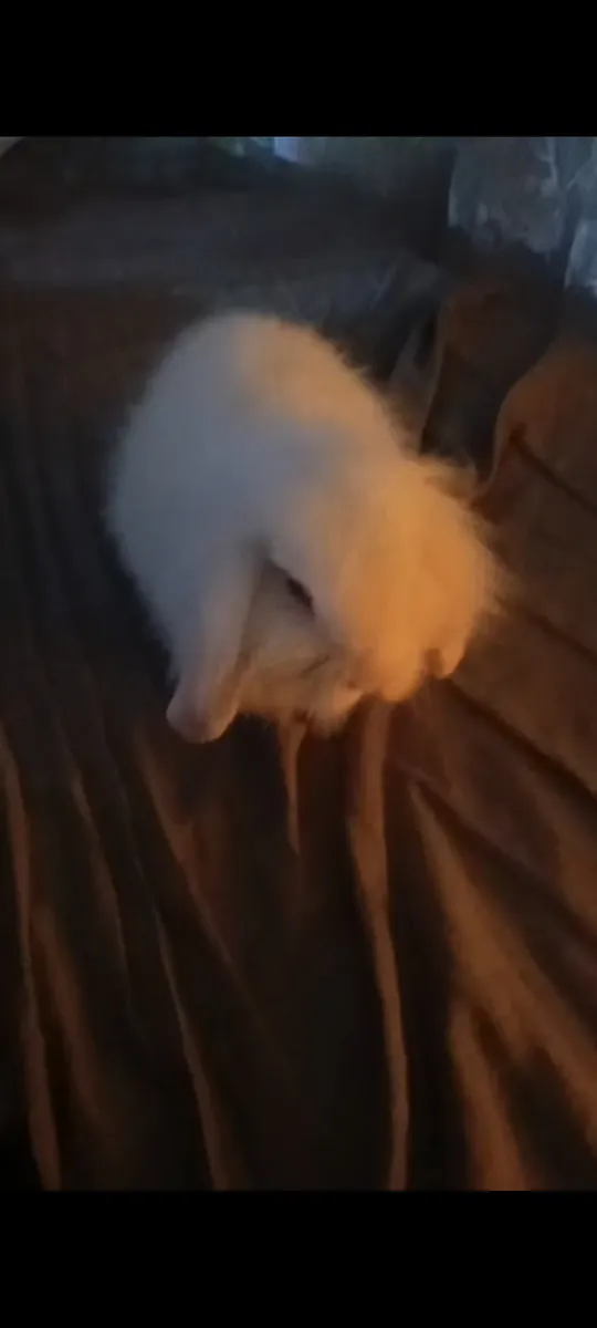 Bébé