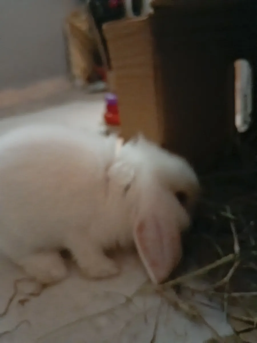 Bébé