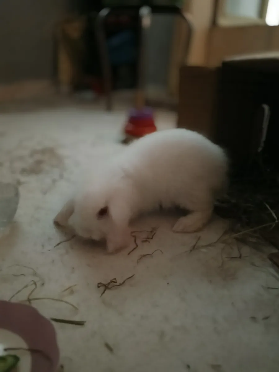 Bébé