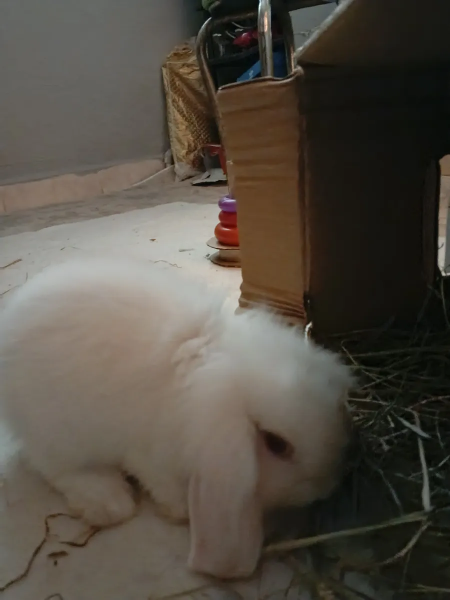 Bébé