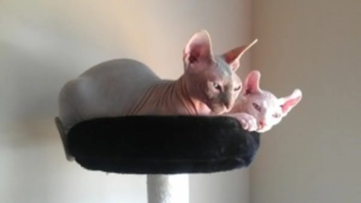 Sphynx and Ragdoll Kitten ready for your home 