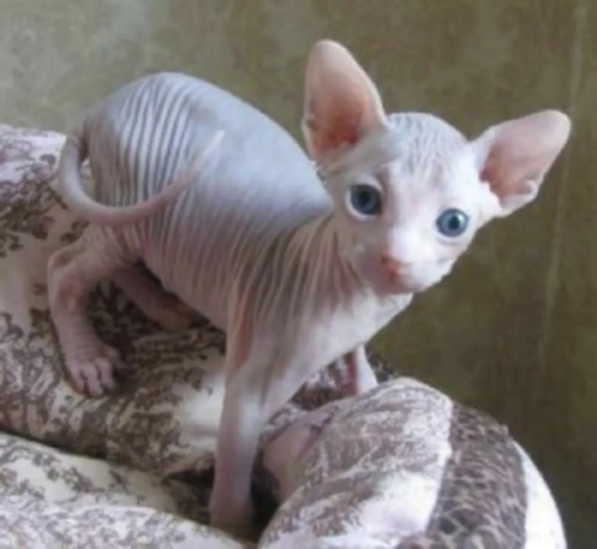 Sphynx and Ragdoll Kitten ready for your home 