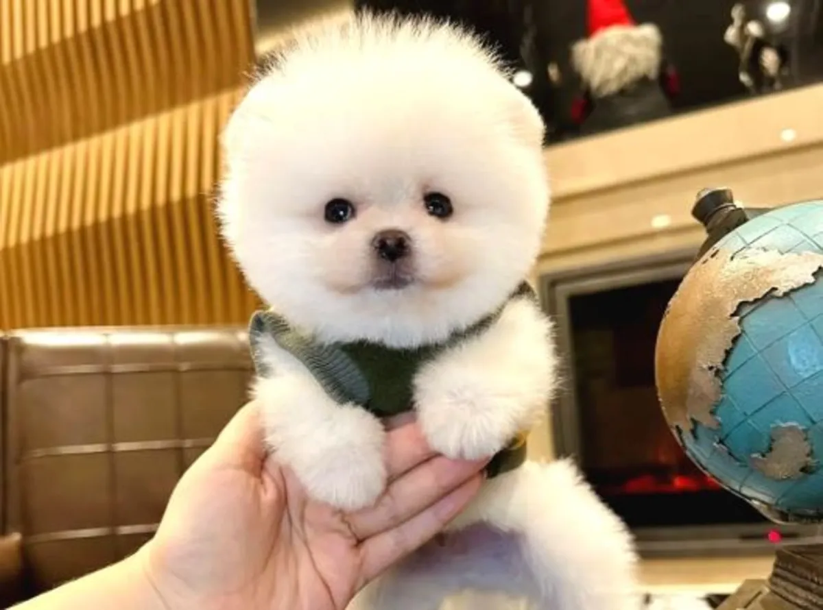 Healthy Pomeranian male puppy raised in a family home