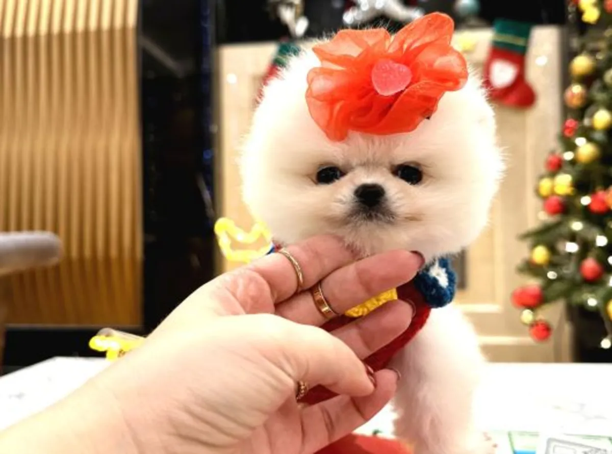 Beautiful Pomeranian female with calm temperament