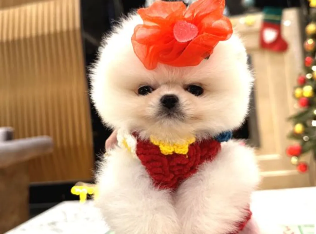 Beautiful Pomeranian female with calm temperament